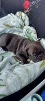 Phoenix , a male French Bulldog for sale in Littleton, CO – 1 of 4