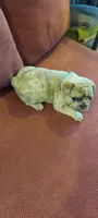 Dexter, a male French Bulldog for sale in Littleton, CO – 2 of 7