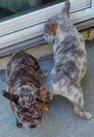 Bach, a male French Bulldog for sale in Littleton, CO – 3 of 6