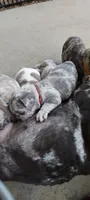 Kain, a male French Bulldog for sale in Littleton, CO – 5 of 6