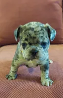 Bach, a male French Bulldog for sale in Littleton, CO – 1 of 4