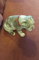 Kain, a male French Bulldog for sale in Littleton, CO – 3 of 6