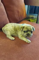 Dexter, a male French Bulldog for sale in Littleton, CO – 3 of 7