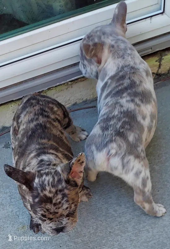 Bach – French Bulldog puppy for sale in Littleton, CO