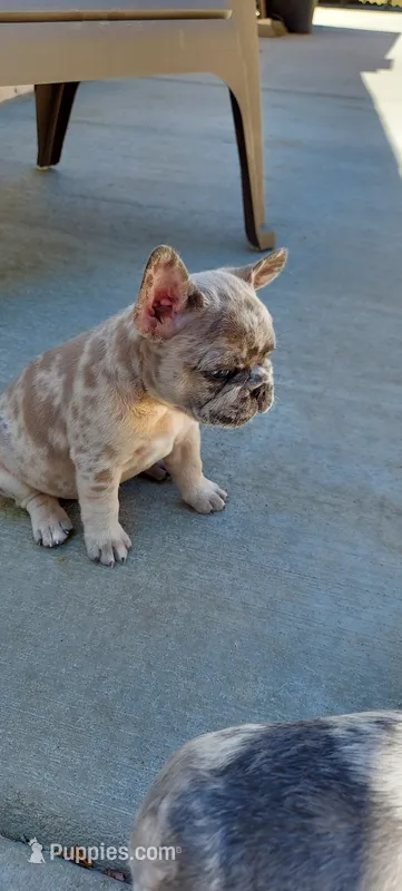Dexter – French Bulldog puppy for sale in Littleton, CO