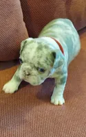 Kain, a male French Bulldog for sale in Littleton, CO – 1 of 6
