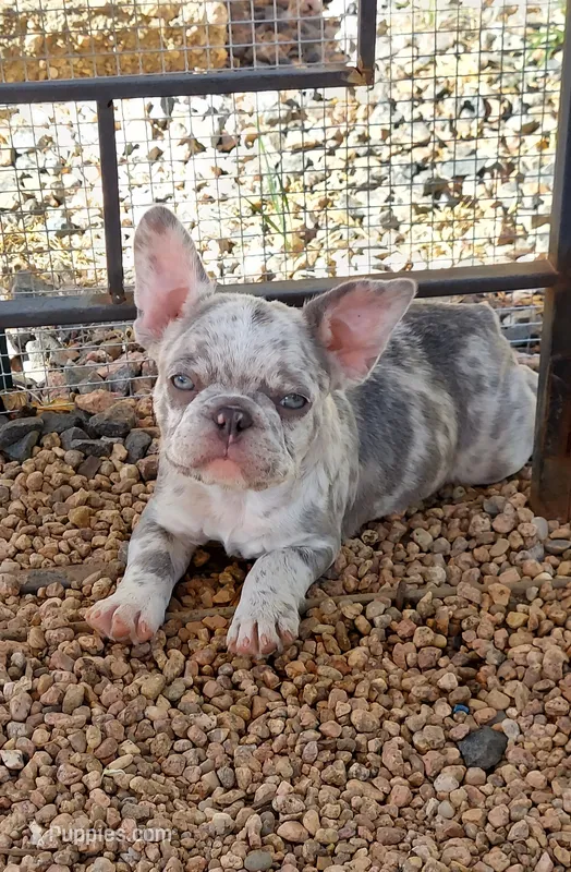 Kain – French Bulldog puppy for sale in Littleton, CO