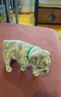 Silas, a male French Bulldog for sale in Littleton, CO – 3 of 3