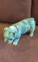 Kain, a male French Bulldog for sale in Littleton, CO – 2 of 6