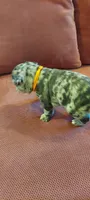 Bach, a male French Bulldog for sale in Littleton, CO – 3 of 4