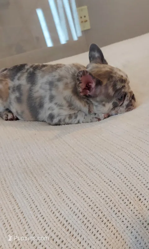 Silas – French Bulldog puppy for sale in Littleton, CO