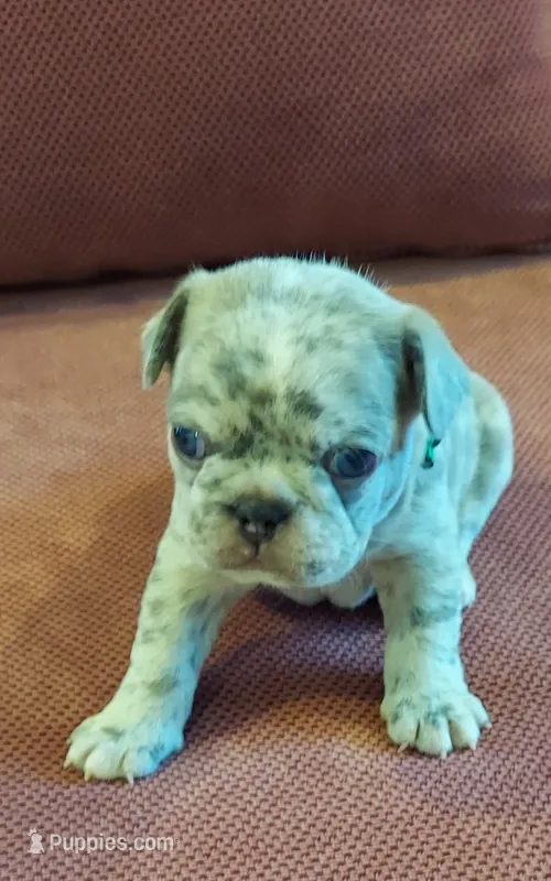Silas – French Bulldog puppy for sale in Littleton, CO