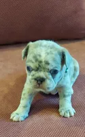 Silas, a male French Bulldog for sale in Littleton, CO – 1 of 3