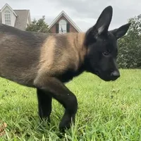 Bear, a male Belgian Malinois for sale in Byron, GA – 3 of 5