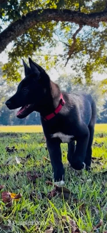 Mia  – Belgian Malinois puppy for sale in Byron, GA