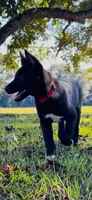 Mia , a female Belgian Malinois for sale in Byron, GA – 3 of 3