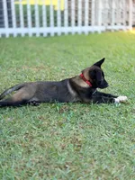 Mia , a female Belgian Malinois for sale in Byron, GA – 2 of 3