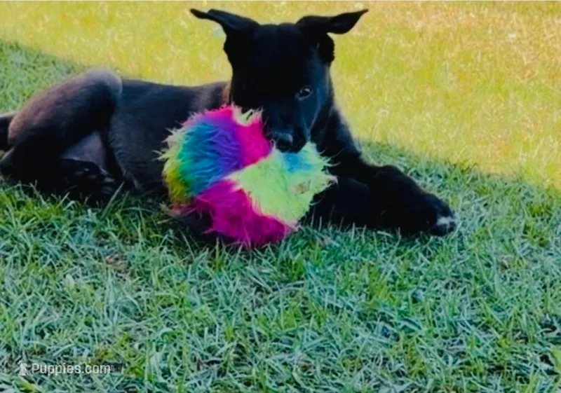 Bear – Belgian Malinois puppy for sale in Byron, GA