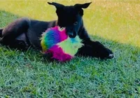 Bear, a male Belgian Malinois for sale in Byron, GA – 1 of 5