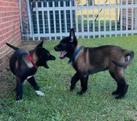 Bear, a male Belgian Malinois for sale in Byron, GA – 2 of 5