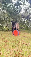 Bear, a male Belgian Malinois for sale in Byron, GA – 4 of 5
