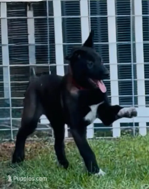 Mia  – Belgian Malinois puppy for sale in Byron, GA