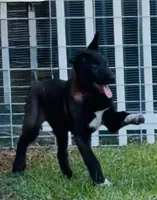 Mia , a female Belgian Malinois for sale in Byron, GA – 1 of 3