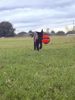 Bear, a male Belgian Malinois for sale in Byron, GA – 5 of 5