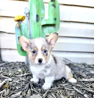 Mary, a female Pembroke Welsh Corgi for sale in Walkerton, IN – 2 of 2