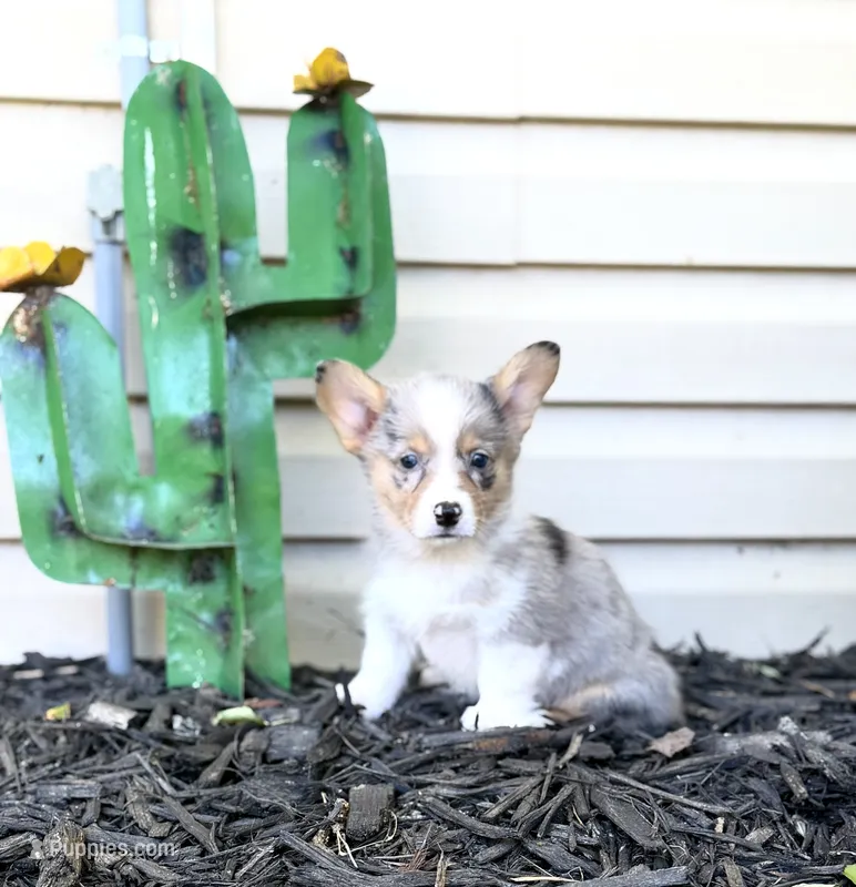 Mary – Pembroke Welsh Corgi puppy for sale in Walkerton, IN