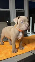Kilo, a male American Bully for sale in Atlanta, GA – Photo 1 of 3