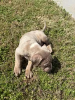 Ice, a male American Bully for sale in Atlanta, GA – Photo 6 of 6