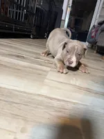 Ice, a male American Bully for sale in Atlanta, GA – Photo 4 of 6