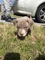 Ice, a male American Bully for sale in Atlanta, GA – Photo 5 of 6
