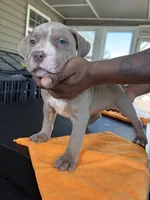 Ice, a male American Bully for sale in Atlanta, GA – Photo 1 of 6