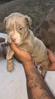 Ice, a male American Bully for sale in Atlanta, GA – Photo 3 of 6