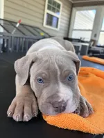 Ice, a male American Bully for sale in Atlanta, GA – Photo 2 of 6