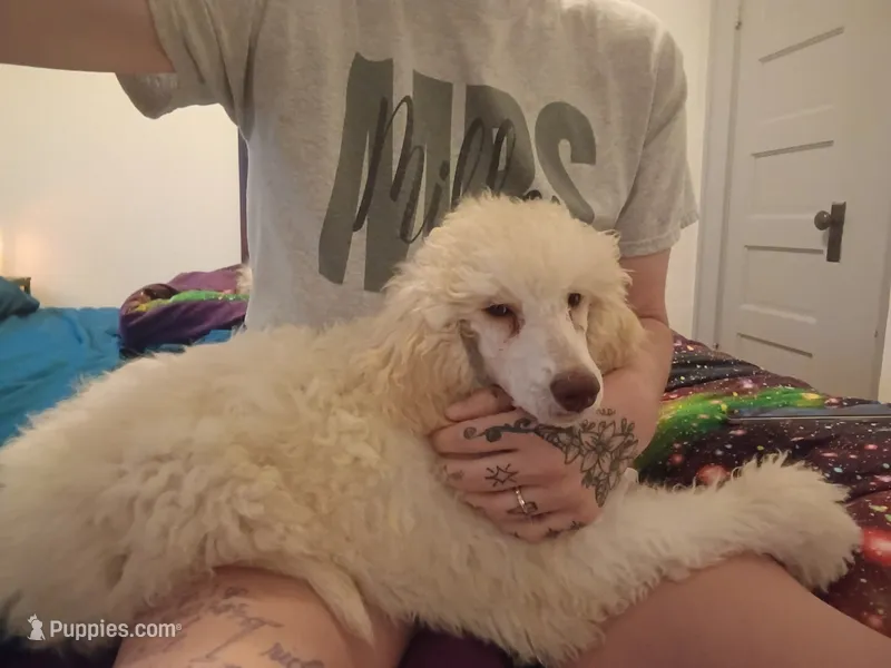 Tilly – Poodle - Standard  puppy for sale in Saint Joseph, MO