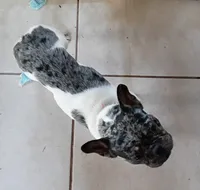 Harley, a female French Bulldog for sale in Saint Joseph, MO – 2 of 9