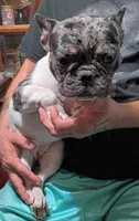 Harley, a female French Bulldog for sale in Saint Joseph, MO – 5 of 9