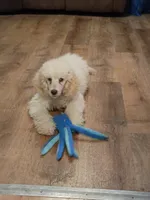 Tilly, a female Poodle - Standard  for sale in Saint Joseph, MO – 4 of 5