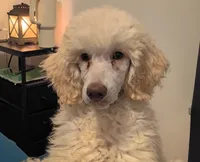 Tilly, a female Poodle - Standard  for sale in Saint Joseph, MO – 2 of 5