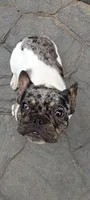 Harley, a female French Bulldog for sale in Saint Joseph, MO – 9 of 9
