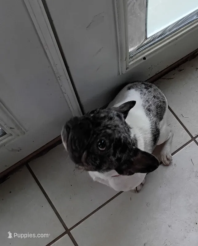 Harley – French Bulldog puppy for sale in Saint Joseph, MO
