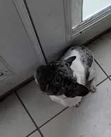 Harley, a female French Bulldog for sale in Saint Joseph, MO – 1 of 9