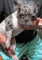 Harley, a female French Bulldog for sale in Saint Joseph, MO – 3 of 9