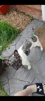 Harley, a female French Bulldog for sale in Saint Joseph, MO – 7 of 9