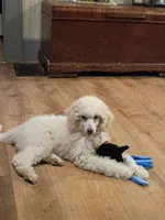 Tilly, a female Poodle - Standard  for sale in Saint Joseph, MO – 3 of 5