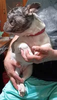 Harley, a female French Bulldog for sale in Saint Joseph, MO – 8 of 9