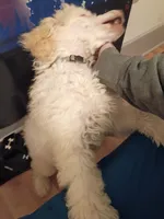 Tilly, a female Poodle - Standard  for sale in Saint Joseph, MO – 5 of 5